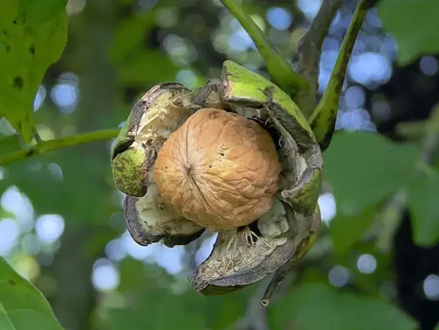 walnuts for strength