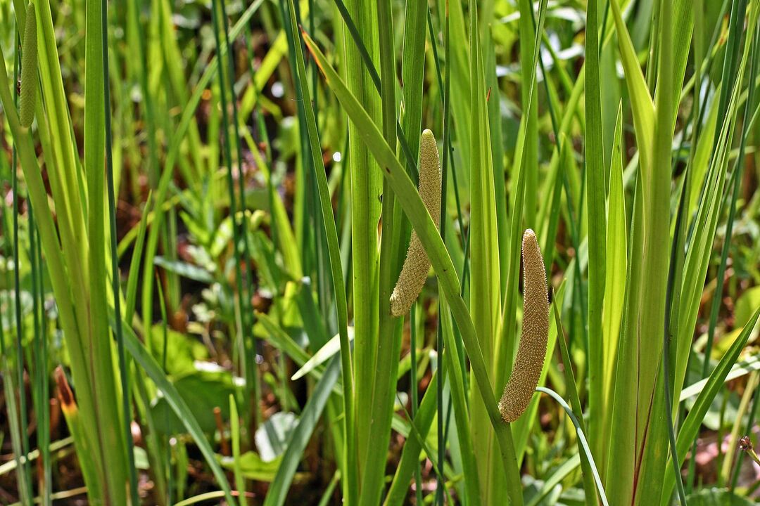 Calamus Herbs for Strength