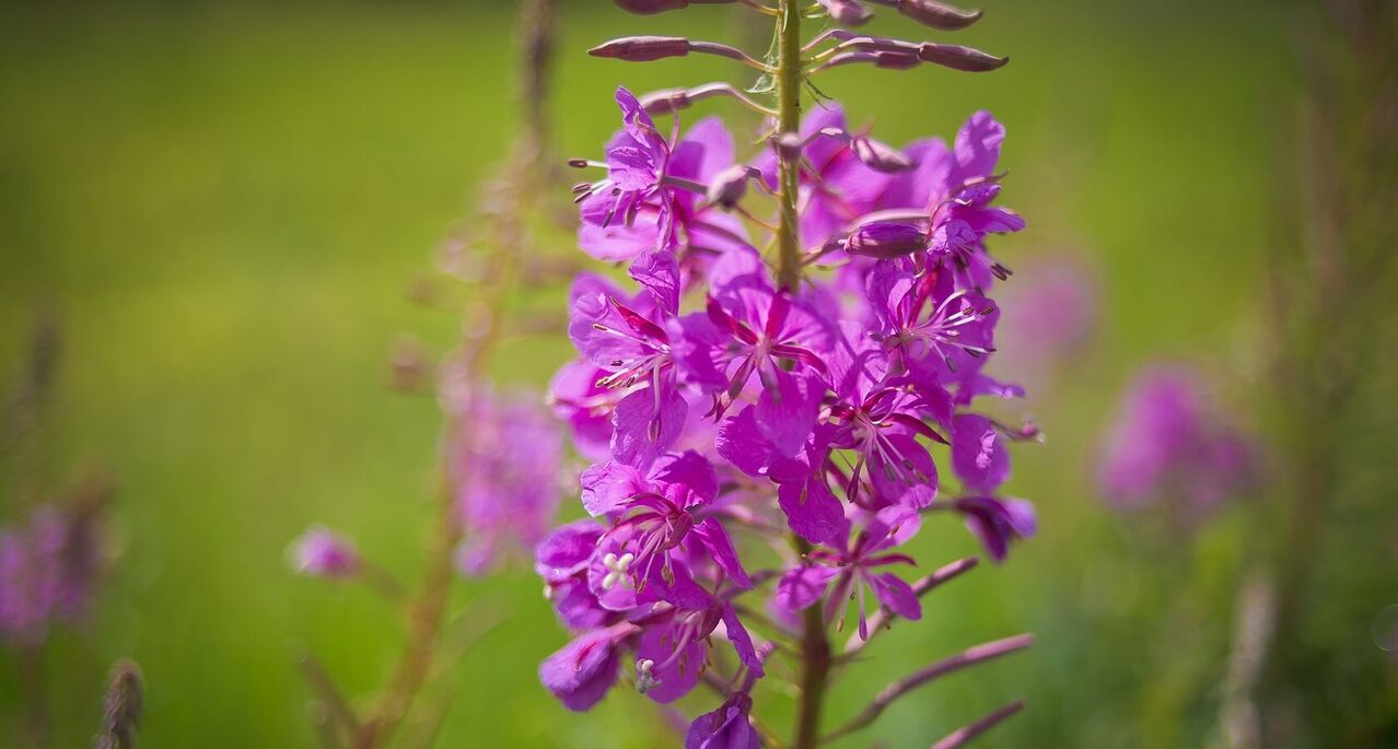 Fireweed for Men's Health