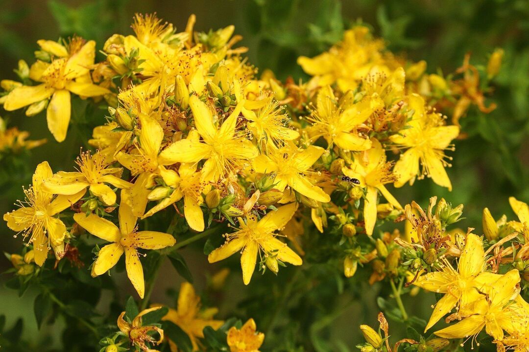 St. John's Wort for Strength